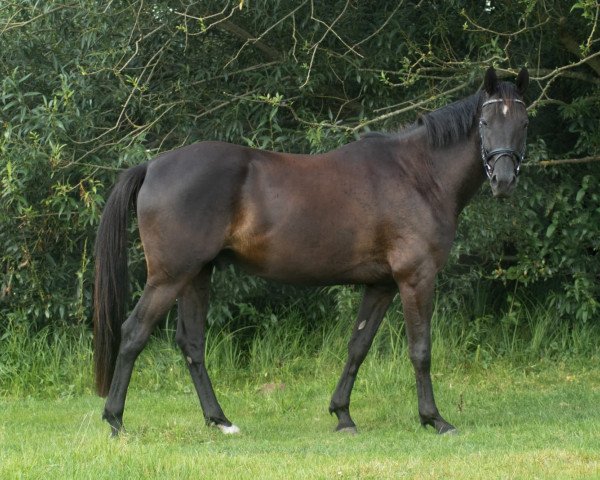 Dressurpferd Norbert Nordstern (Deutsches Reitpony, 2017, von Non Stop 47)