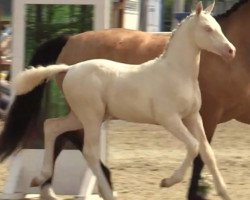 Pferd Golden White Destiny (Deutsches Reitpony, 2021, von Petit Golden Glory)