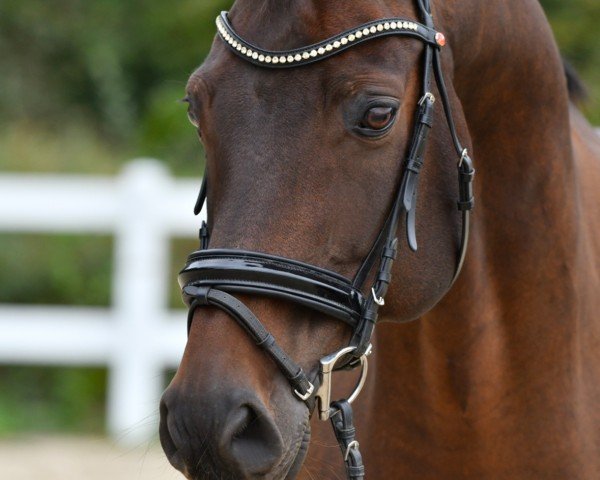 dressage horse Sir Firegold E (Oldenburg, 2013, from Sir Fidergold)