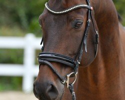 dressage horse Sir Firegold E (Oldenburg, 2013, from Sir Fidergold)