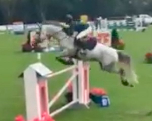 Springpferd Bingo (Neuseeländisches Warmblut, 2010, von Untouchable M) Springpferd Bingo (Neuseeländisches Warmblut, 2010, von Untouchable M)