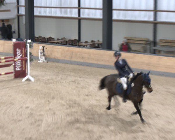 Reitturnier Borken (Hessen) 2025