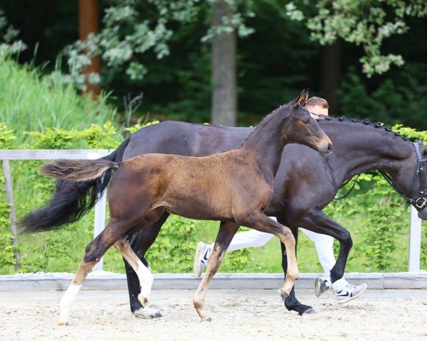 broodmare Reeva (German Sport Horse, 2024, from Fair Deal)