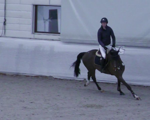Reitturnier Zweibrücken - Halle 2025