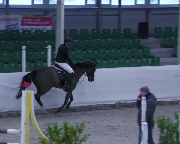 Reitturnier Zweibrücken - Halle 2025