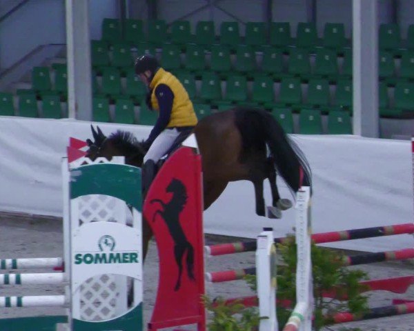 Reitturnier Zweibrücken - Halle 2025