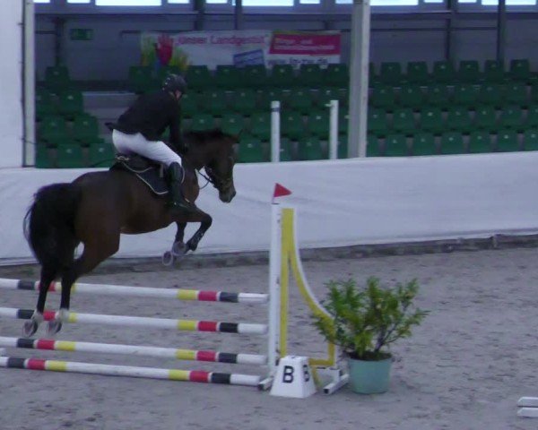 Reitturnier Zweibrücken - Halle 2025