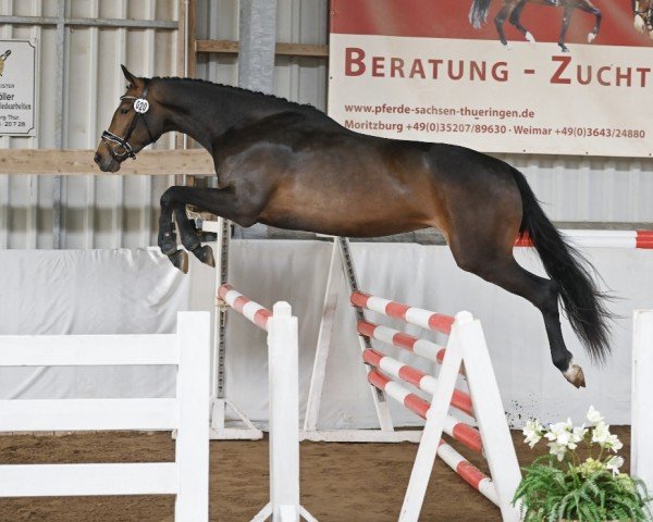 Zuchtstute Wunschkind (Deutsches Sportpferd, 2021, von Cador 5)