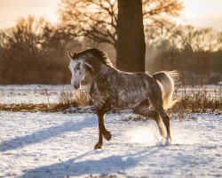 jumper Skippy B (Westphalian, 2014, from Sir Shutterfly)