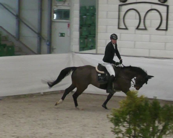 Reitturnier Zweibrücken - Halle 2025