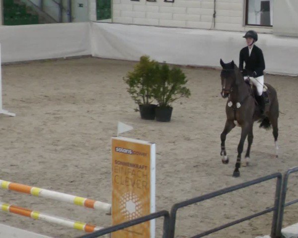 Reitturnier Zweibrücken - Halle 2025