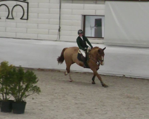 Reitturnier Zweibrücken - Halle 2025