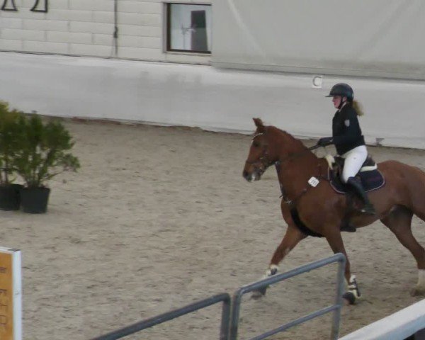 Reitturnier Zweibrücken - Halle 2025