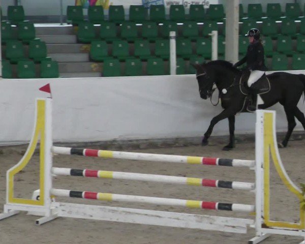 Reitturnier Zweibrücken - Halle 2025