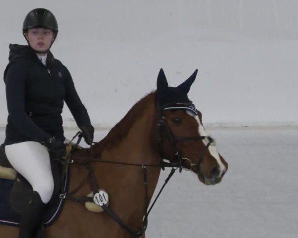 Reitturnier Zweibrücken - Halle 2025