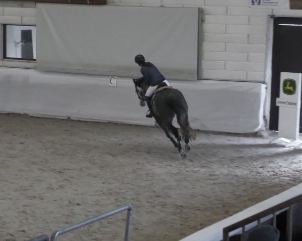 Reitturnier Zweibrücken - Halle 2025