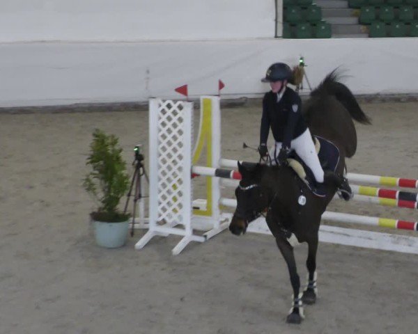Reitturnier Zweibrücken - Halle 2025