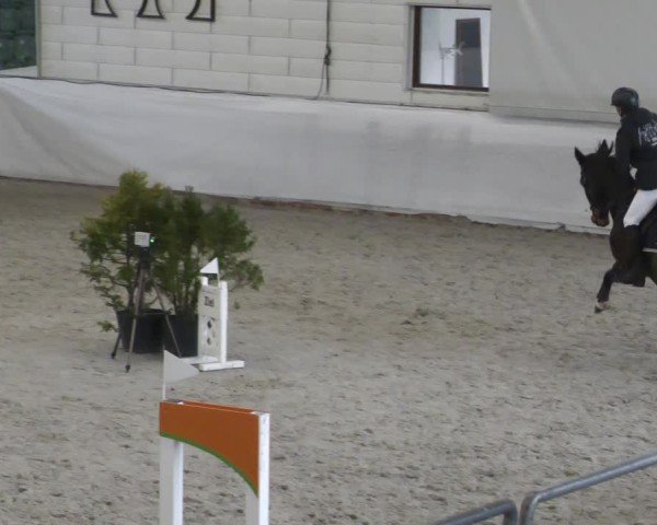 Reitturnier Zweibrücken - Halle 2025