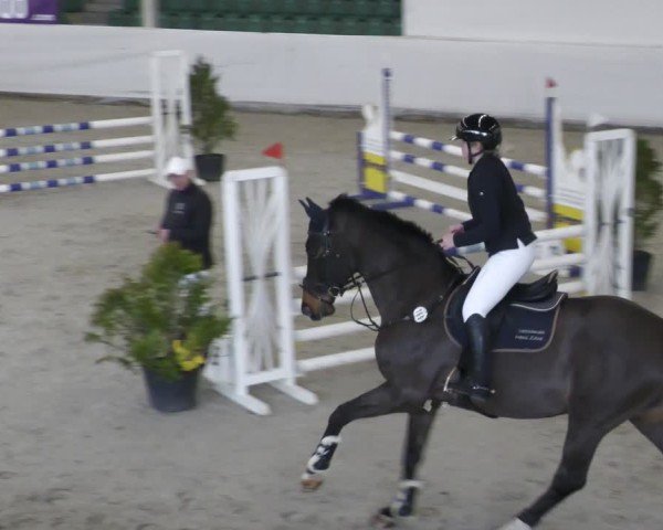 Reitturnier Zweibrücken - Halle 2025