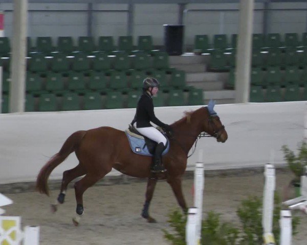 Reitturnier Zweibrücken - Halle 2025