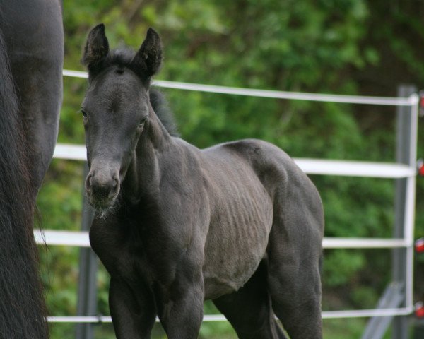 horse Inola (Hanoverian, 2021, from In My Mind NRW)