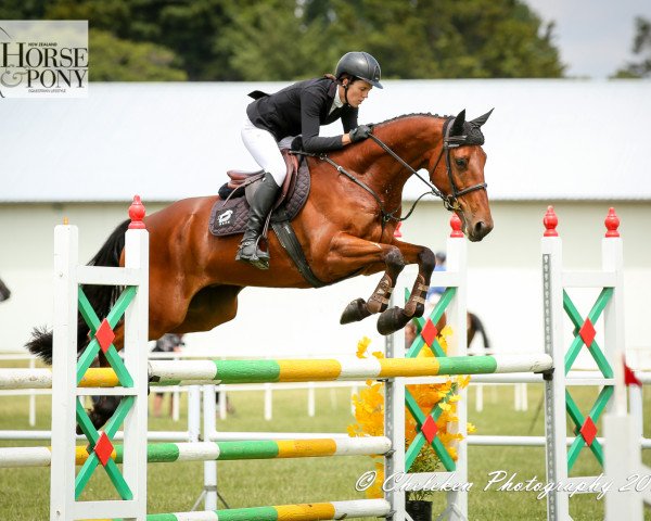 jumper Commander (Selle Français, 2011, from Orlando van de Heffinck)