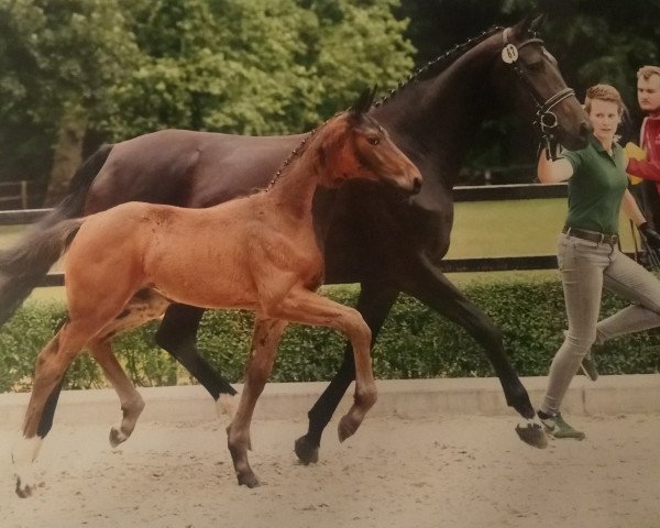 horse Quirin (Hanoverian, 2020, from Q-Sieben OLD)