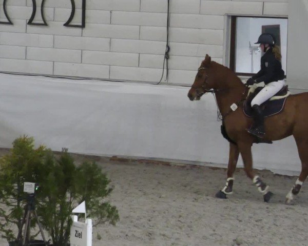 Reitturnier Zweibrücken - Halle 2025