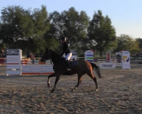 Reitstall Brinkmann 2013