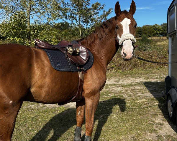 dressage horse Sansibar 88 (Oldenburg, 2007, from Sorento OLD)