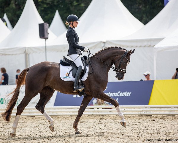 dressage horse Baroness Bibi NRW (Westphalian, 2018, from Callaho's Benicio)