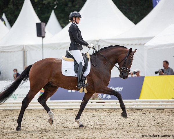 dressage horse So Dynamic (Hanoverian, 2018, from Secret)