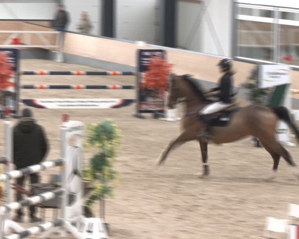 Reitturnier Borken (Hessen) 2025