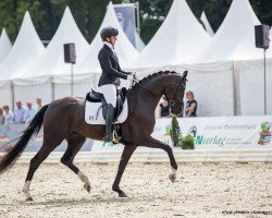 Dressurpferd Sedamo K (Hannoveraner, 2018, von Secret)
