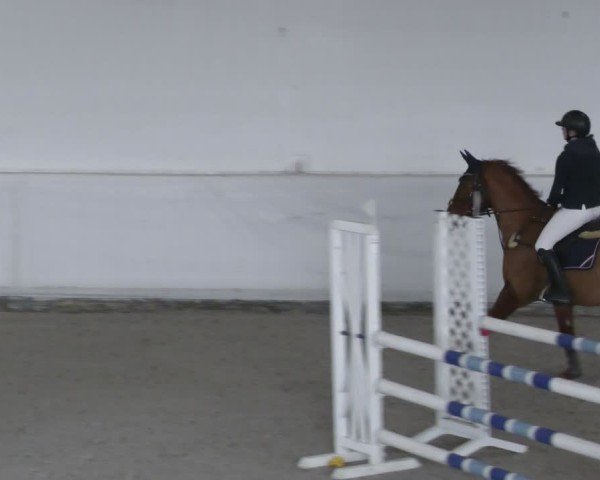 Reitturnier Zweibrücken - Halle 2025