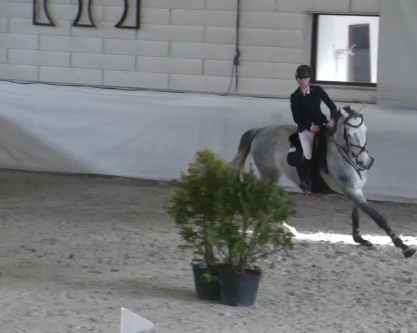 Reitturnier Zweibrücken - Halle 2025