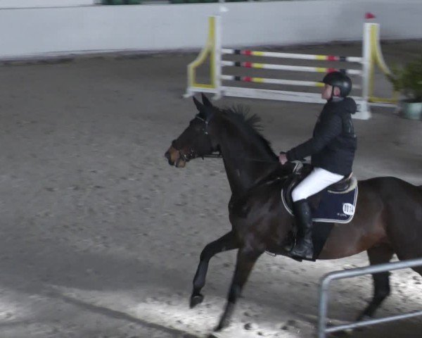 Reitturnier Zweibrücken - Halle 2025