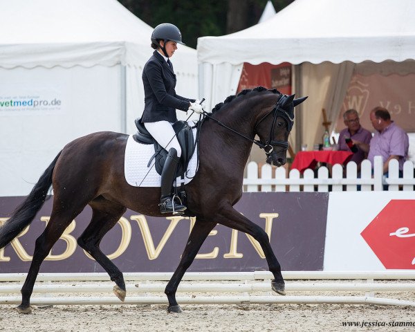 Dressurpferd Moonlight 423 (Hannoveraner, 2018, von E.H. Millennium)