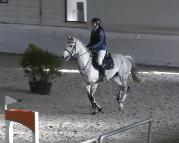 Reitturnier Zweibrücken - Halle 2025