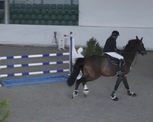 Reitturnier Zweibrücken - Halle 2025