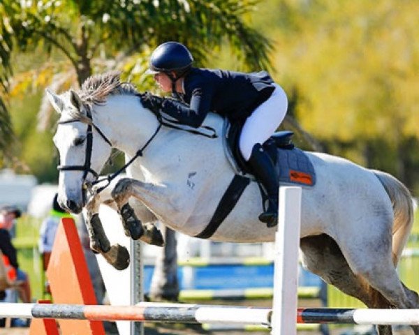 horse Dynasty (New Zealand Warmblood, 2012, from Pezetas du Rouet)