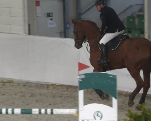 Reitturnier Zweibrücken - Halle 2025