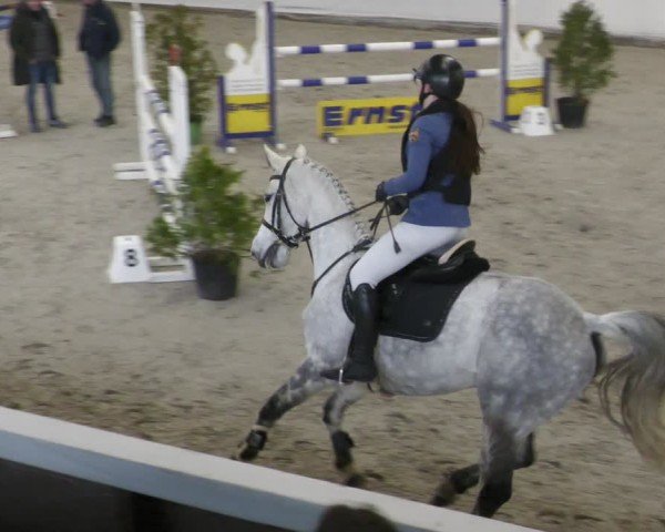 Reitturnier Zweibrücken - Halle 2025