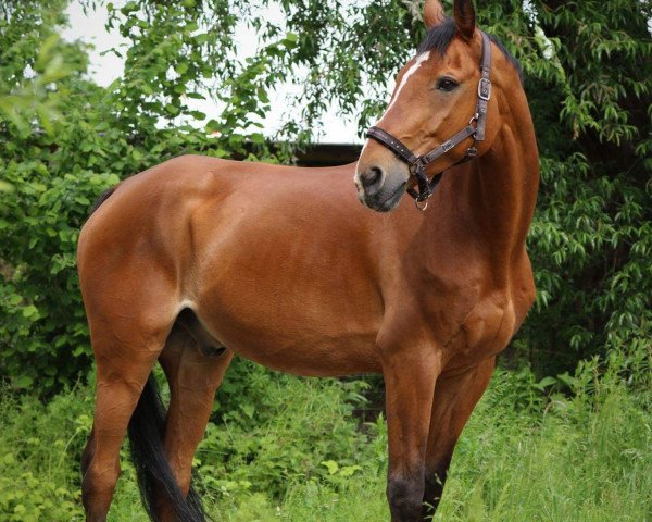 horse Glamour (Hanoverian, 1994, from Glueckspilz)