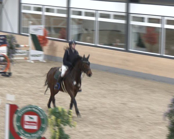 Reitturnier Borken (Hessen) 2025