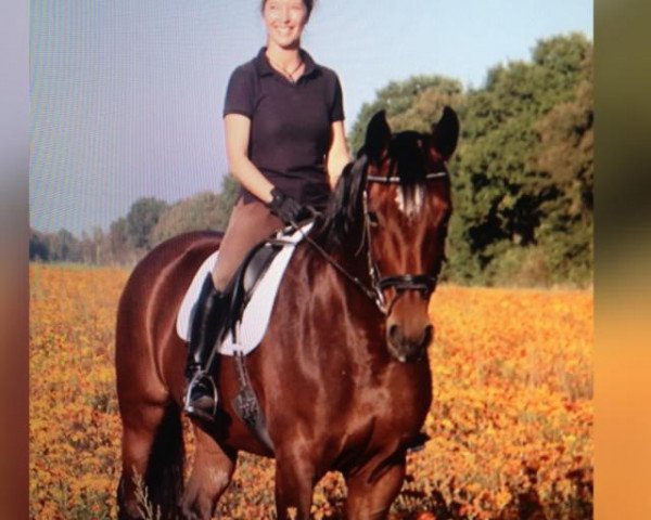 broodmare En Avant (Hanoverian, 2003, from Escudo I)