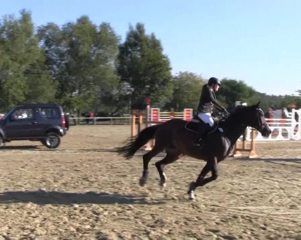 Reitstall Brinkmann 2013