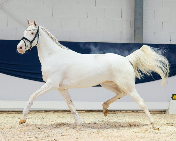 horse Dornröschen K (German Riding Pony, 2021, from Donatelli)