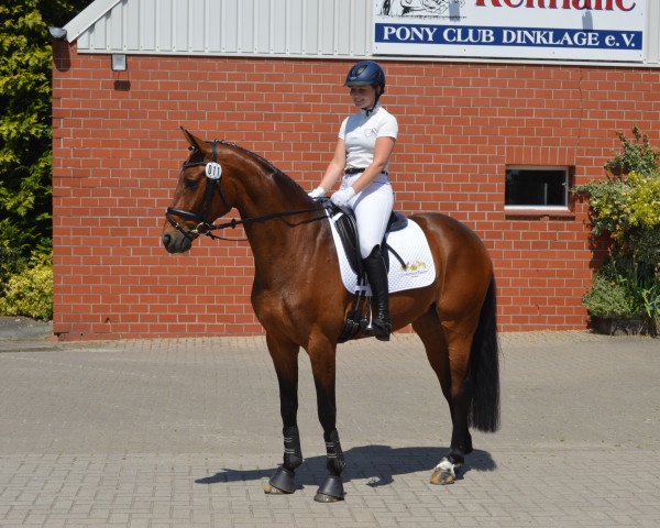 dressage horse Another Dream 5 (Oldenburg, 2016, from Sungold 2)