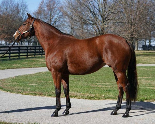 broodmare Houtzen xx (Thoroughbred, 2014, from I Am Invincible xx)